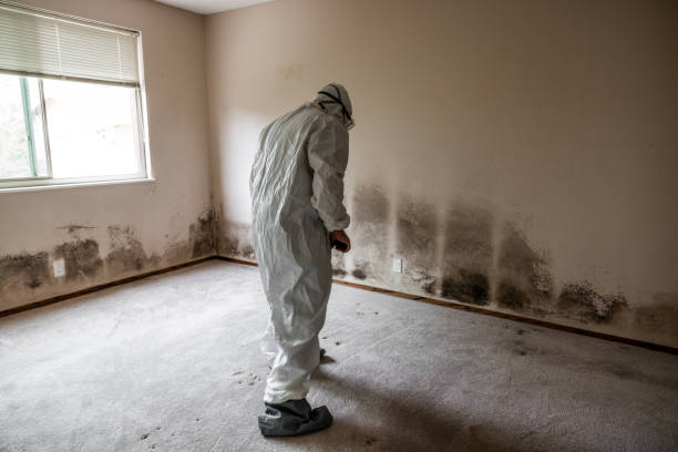 Best Attic Mold Removal  in Rock Springs, WY